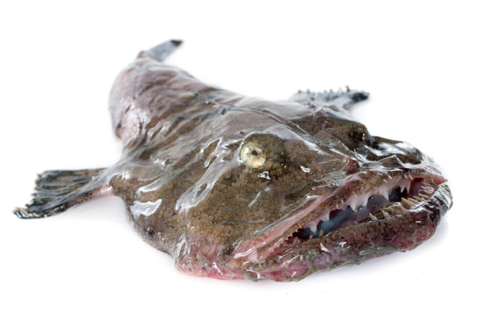 picture of monkfish in front of white background