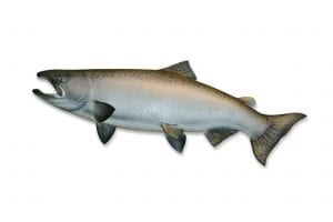 Image of Copper River king salmon