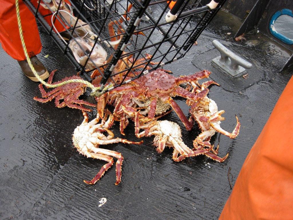 Good News for Sustainably-Minded Bay Area Customers and Vendors: 2016  Alaskan King Crab Season Booms - Wholesale Seafood