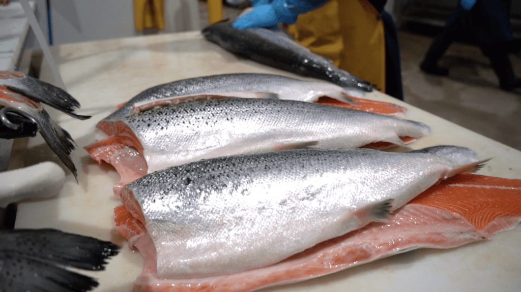 High quality salmon filets being prepared at Pucci Foods' Hayward, Ca facility.