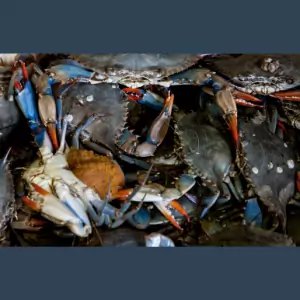 live blue crab