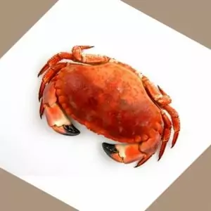 whole live rock crab