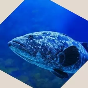 live grouper fish