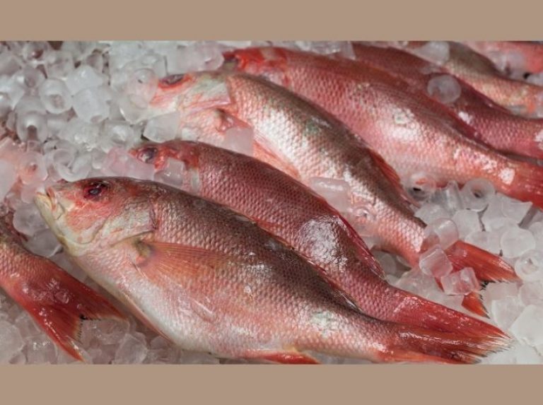 red rockfish