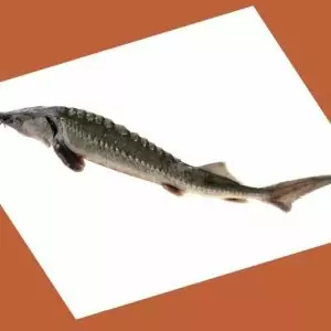 sturgeon