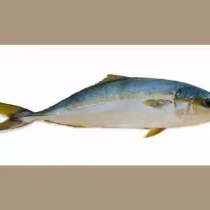 yellowtail fish