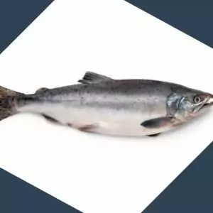whole Atlantic Salmon