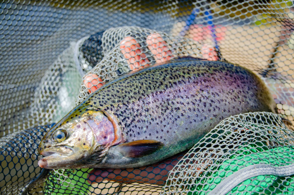 rainbow trout in a net