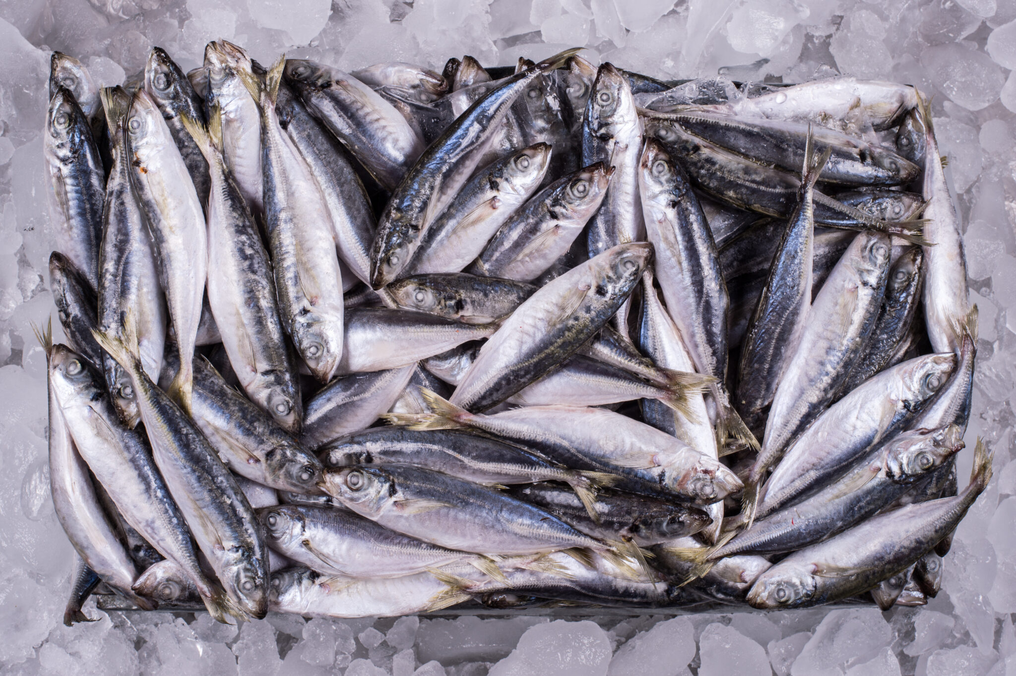 Proper Freezing and Thawing Techniques for Fish