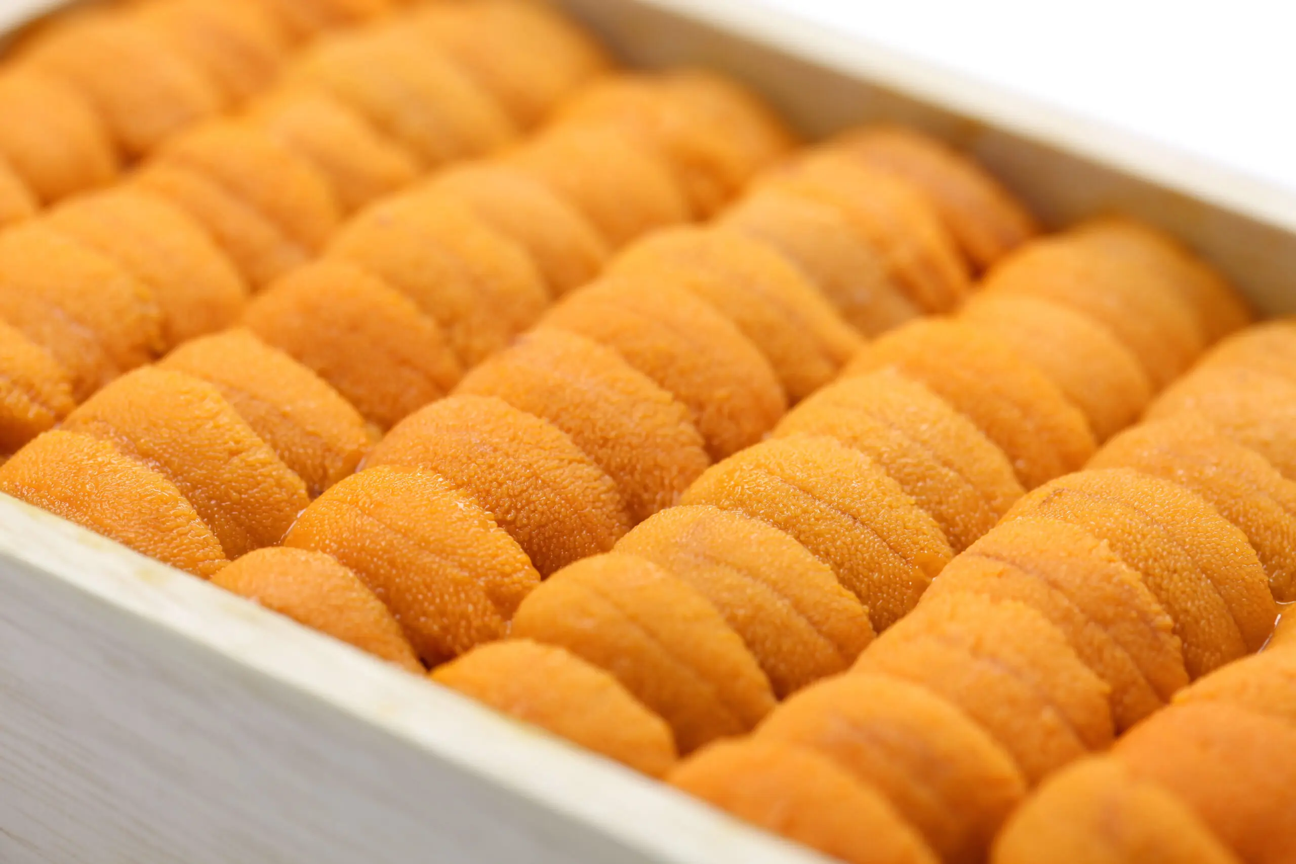 Sea Urchin