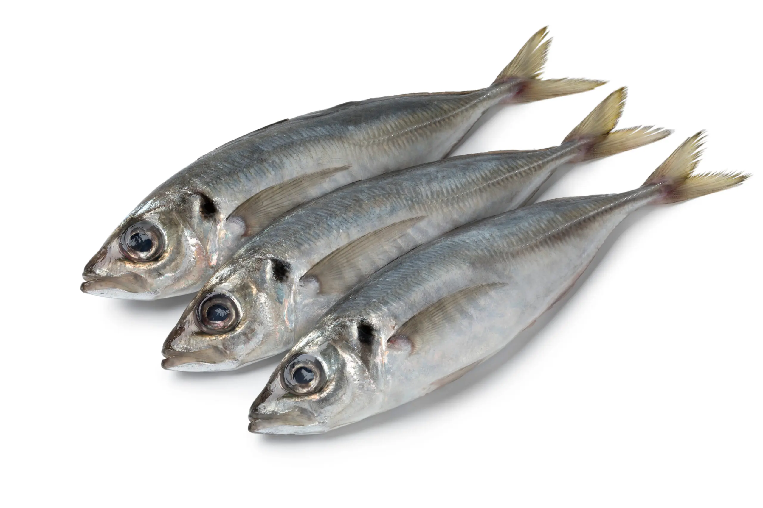 Mackerel, Horse