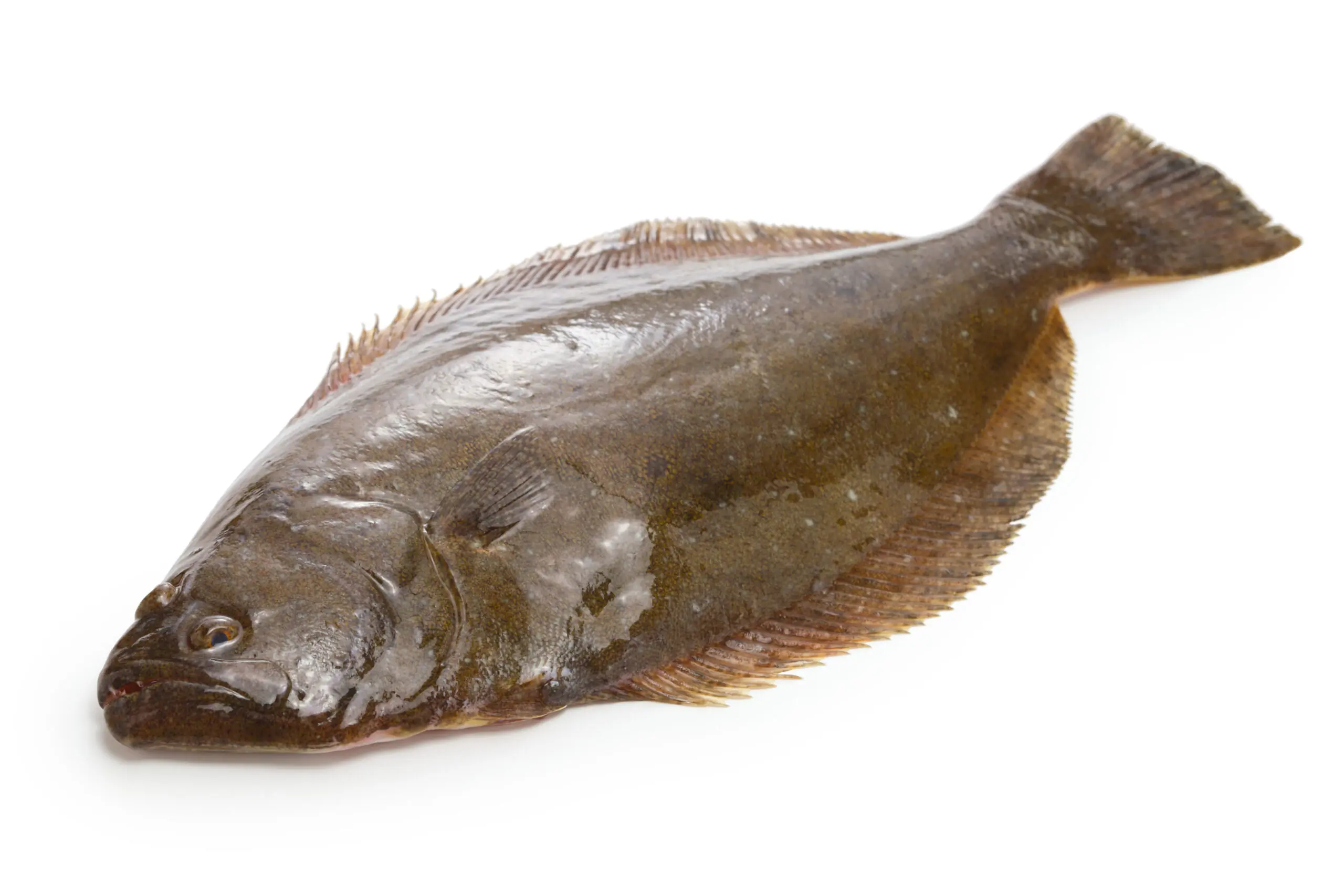 Flounder, Olive