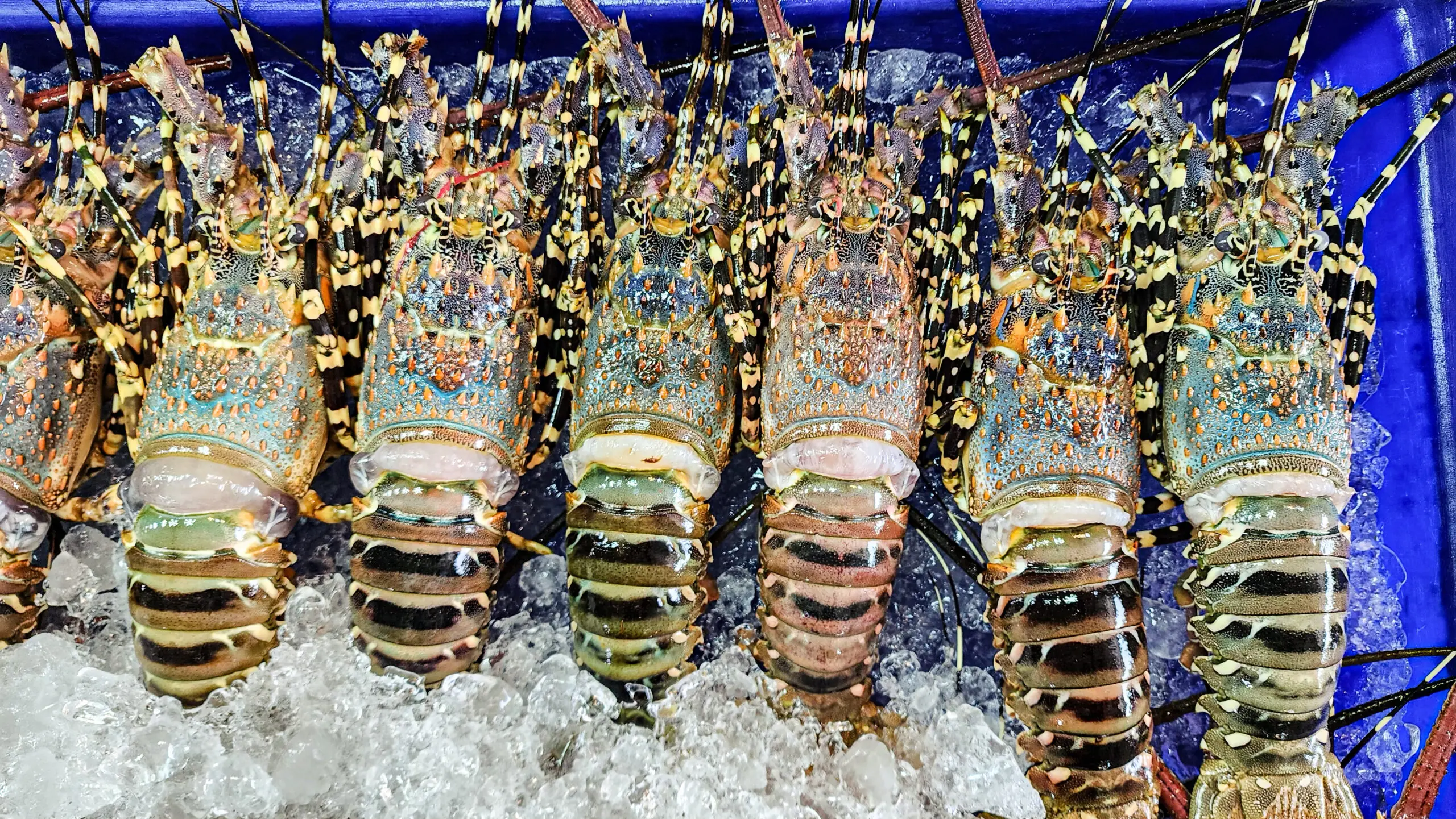 Lobster, Spiny